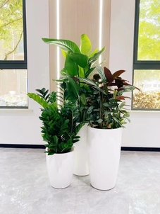 聚焦宁波慈溪花卉租赁，感受花卉营造的温馨氛围！